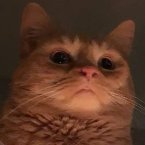 Sstrikecat